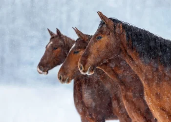 Обзор IT-Weekly: «Тройка» стала на 100% российской; смягчения балльной системы определения «отечественности» вычислительной техники не будет