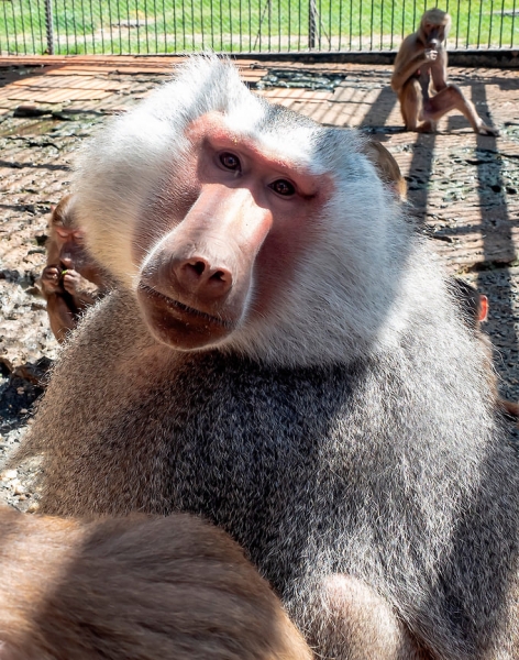 «Обезьяны, живущие на воле, физически и психически здоровее»