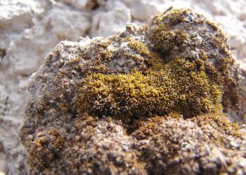 Китайские ученые нашли мох, который способен выжить на Марсе