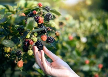 Обзор IT-Weekly: скандал вокруг Wildberries; замедление работы YouTube в России; проблемы с платежами в банках ближнего зарубежья