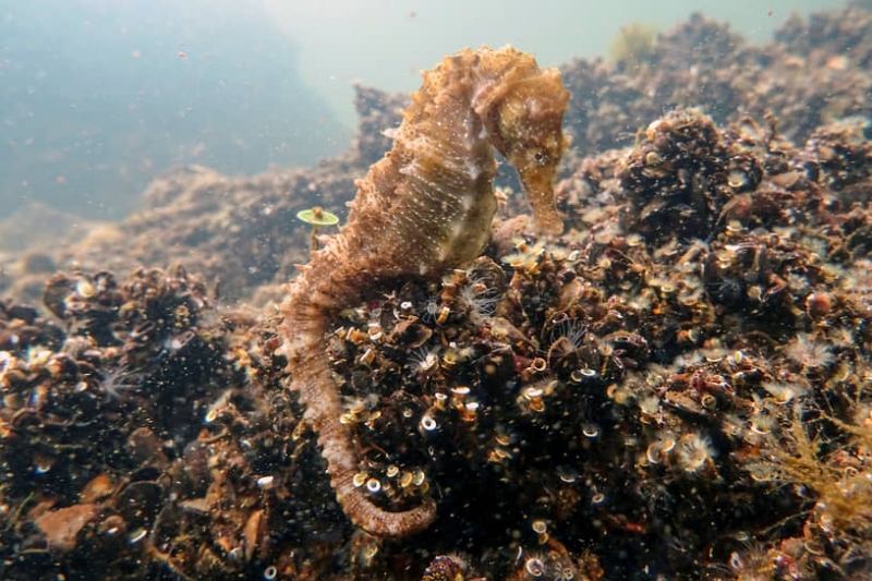 Отель для морских коньков, космические апартаменты и другие очумелые штучки