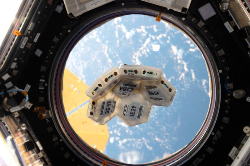 Отель для морских коньков, космические апартаменты и другие очумелые штучки