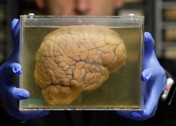 С новым мозгом, с новой жизнью!