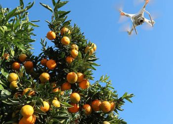 Паразиты-виноградари, бактерии-металлурги и другие очумелые штучки