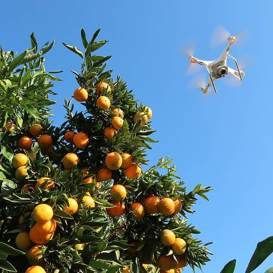 Паразиты-виноградари, бактерии-металлурги и другие очумелые штучки