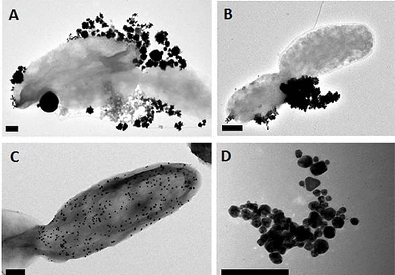 Паразиты-виноградари, бактерии-металлурги и другие очумелые штучки