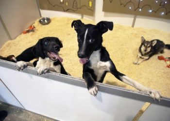 ИИ разговорит животных