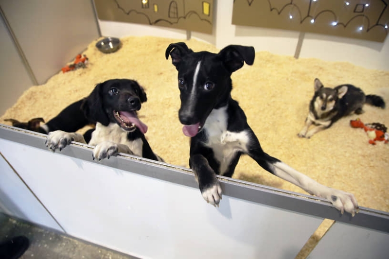 ИИ разговорит животных