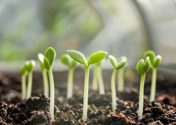 Откуда взялись слухи, что Семяныч полиции сливает клиентов?