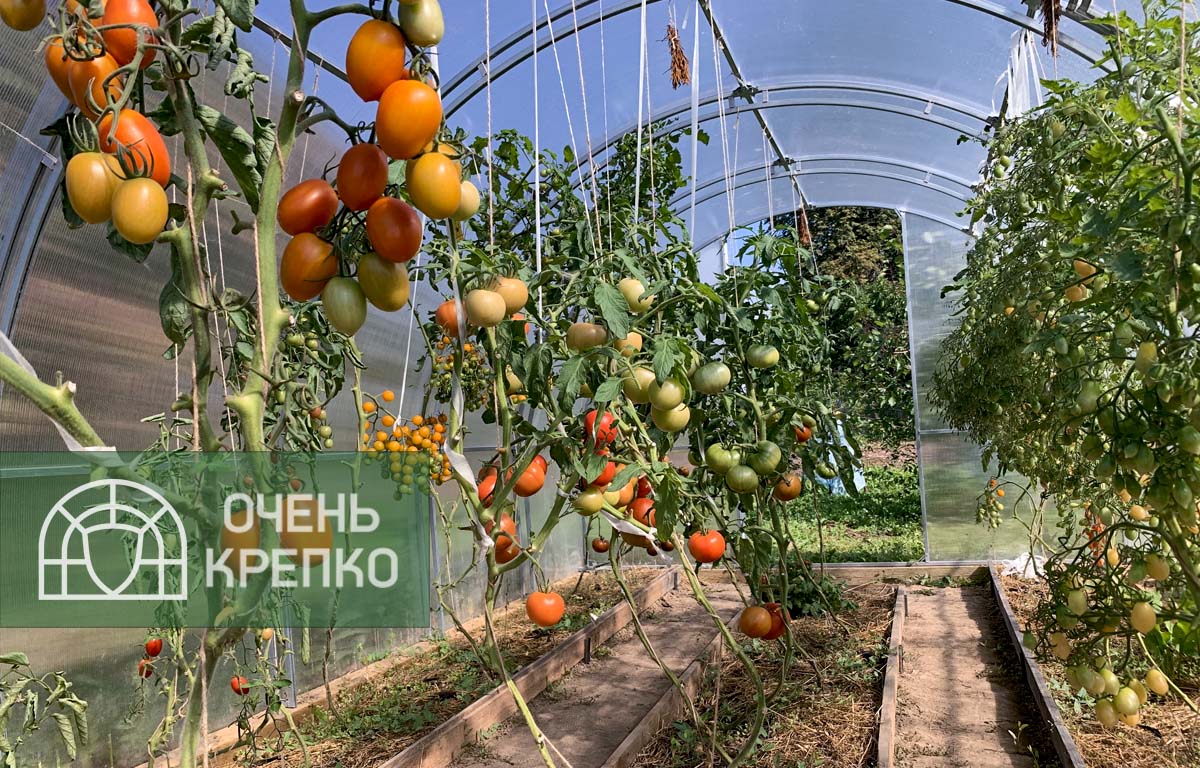 Как выбрать оптимальный размер теплицы